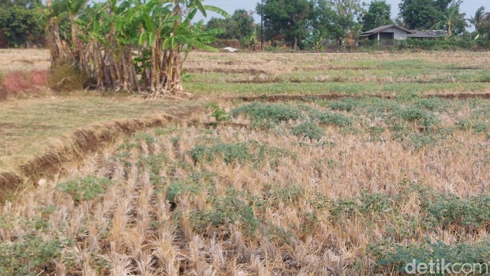 Lahan persawahan mengalami kekeringan di Kabupaten Cirebon