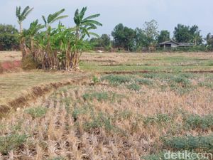 Imbas Kekeringan, Petani Cirebon Terpaksa Tunda Masa Tanam