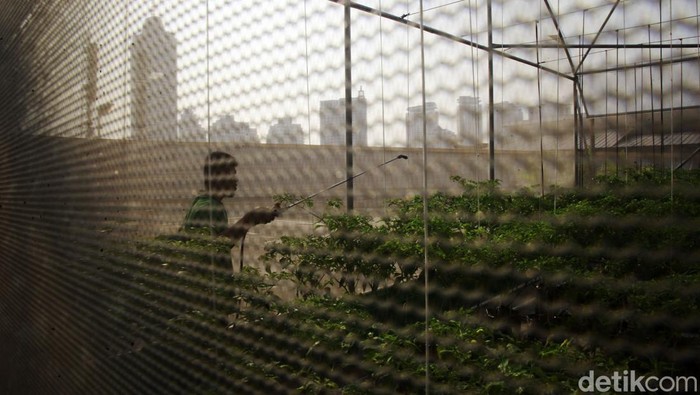 Melihat Green House di Rooftop Pasar Mayestik Berkebun dengan teknik hidroponik semakin digemari. Sebab teknik ini bisa dilakukan di ruang terbatas, seperti terlihat di rooftop Pasar Mayestik, Jakarta.