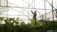Pohon cabai itu ditanam dengan teknik biotek pada polybag (kantong plastik) yang berisi sekam kayu sebagai pengganti tanah.