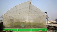Pekerja mengecek tanaman hidroponik pada green house yang dibangun di atap Pasar Mayestik, Kebayoran Baru, Jakarta Selatan, Selasa (30/7/2024).
