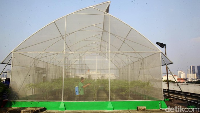 Melihat Green House di Rooftop Pasar Mayestik Berkebun dengan teknik hidroponik semakin digemari. Sebab teknik ini bisa dilakukan di ruang terbatas, seperti terlihat di rooftop Pasar Mayestik, Jakarta.