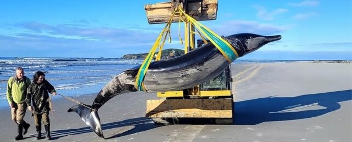 Paus yang diduga bergigi sekop yang terdampar di pantai Selandia Baru.