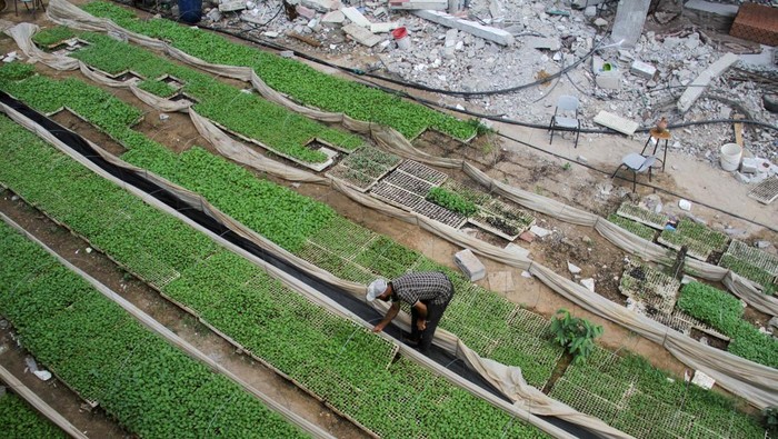 Petani Gaza Tanam Sayur untuk Atasi Kekurangan Pangan Palestinian farmer Youssef Abu Rabie works in a field growing seedlings to combat food shortages, amid the ongoing conflict between Israel and Hamas, in Beit Lahia in the northern Gaza Strip July 25, 2024. REUTERS/Mahmoud Issa