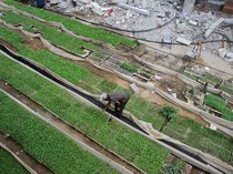 Petani Gaza Tanam Sayur untuk Atasi Krisis Pangan