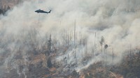 Kebakaran California muncul pada Rabu pekan lalu setelah pihak berwenang menduga seorang pria menyebabkan kebakaran setelah mendorong kendaraan yang terbakar ke dalam selokan berisi semak kering di sebuah taman di Chico. (REUTERS/Fred Greaves)  