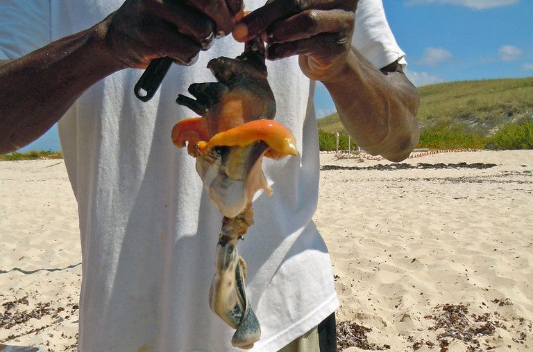 5 Seafood yang Aneh Bentuknya Tetapi Populer di Restoran Mewah
