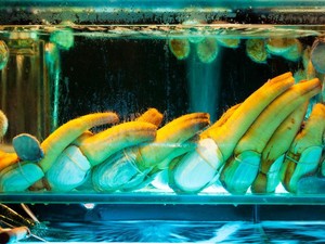 5 Seafood yang Aneh Bentuknya Tetapi Populer di Restoran Mewah