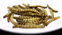 PBB telah menganggap serangga sebagai sumber protein berkelanjutan untuk memenuhi kebutuhan populasi global yang diperkirakan akan membengkak menjadi 9,7 miliar pada tahun 2050 dan masalah keamanan pangan global akibat cuaca ekstrem dan konflik juga telah meningkatkan minat terhadap nutrisi berkualitas tinggi dan ekonomis yang disediakan oleh serangga.