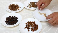 Ada beberapa jenis dari jangkrik, belalang, lebah madu. Selain itu, larva dari jenis ulat bambu, kumbang badak, serta dua jenis ngengat.