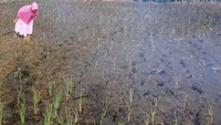 Seorang petani melihat tanaman padi berumur sekitar satu bulan mati akibat kekeringan di Aceh Barat, Aceh, Selasa (30/7/2024).
