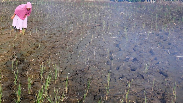 Seorang petani menunjukkan tanaman padi berumur sekitar satu bulan mati akibat kekeringan di area persawahan Desa Suak Raya, Johan Pahlawan, Aceh Barat, Aceh, Selasa (30/7/2024). Sebagian sawah petani di Kecamatan Johan Pahlawan, Meureubo dan Kecamatan Samatiga mengalami kekeringan dan terancam gagal panen. ANTARA FOTO/Syifa Yulinnas/rwa.