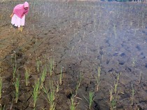 Tanaman Padi di Aceh Mati Akibat Kekeringan