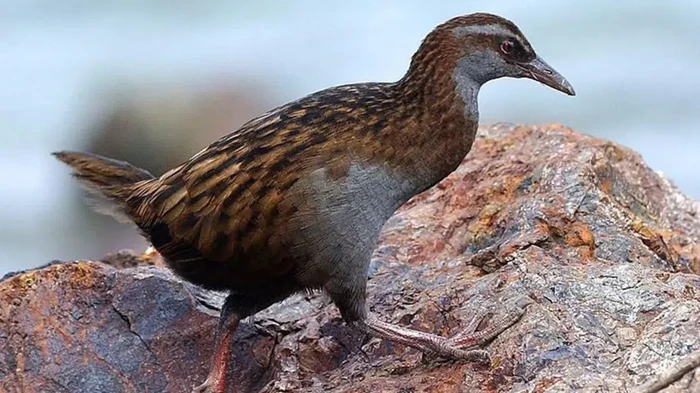 Burung Weka dari Selandia Baru