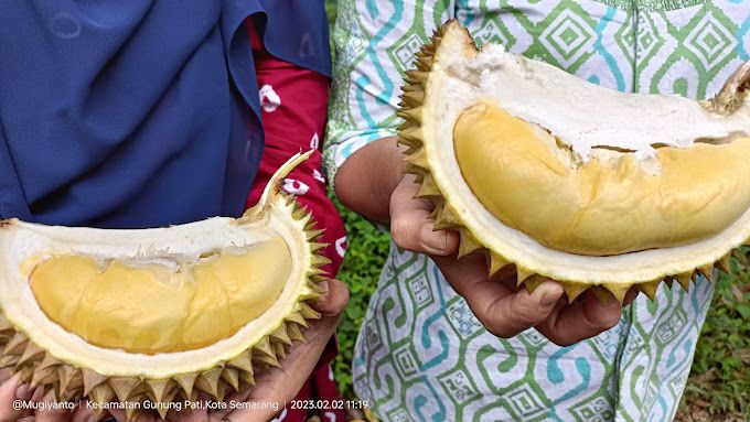 5 Durian 'Underrated' Ini Ternyata Tak Kalah Enak dari yang Populer