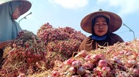 Riancian harga  bawang merah kecil hanya Rp9 ribu perkilogram, ukuran tanggung Rp 11 sampai Rp 14 ribu perkilogram dan ukuran besar Rp16 sampai Rp 17 ribu perkilogram.
