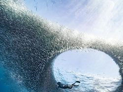 Karya Jawara IPA 2023 Awards Memanjakan Mata