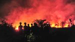 5 Hektar Lahan di Muaro Jambi Terbakar