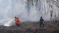 Data Badan Penanggulangan Bencana Aceh (BPBA) menyebutkan kebakaran lahan yang terjadi sejak lima hari terakhir di Kabupaten Aceh Barat mencapai 7,55 hektar yang tersebar di Kecamatan Meureubo, Johan Pahlawan, Kaway dan Kecamatan Samatiga. ANTARA FOTO/Syifa Yulinnas