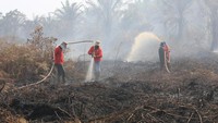Petugas Badan Penanggulangan Bencana Daerah (BPBD) Aceh Barat bersama Tim Brigader Karhutla KPH Wil IV Aceh berusaha memadamkan kebakaran hutan dan lahan (karhutla) di kawasan lahan gambut Desa Leuhan, Johan Pahlawan, Aceh Barat, Aceh, Selasa (23/7/2024). ANTARA FOTO/Syifa Yulinnas