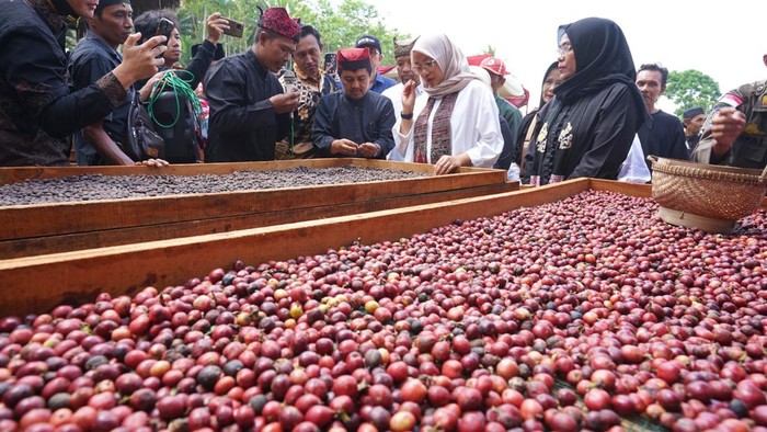 Kemenkumham Verifikasi Kopi Robusta Banyuwangi