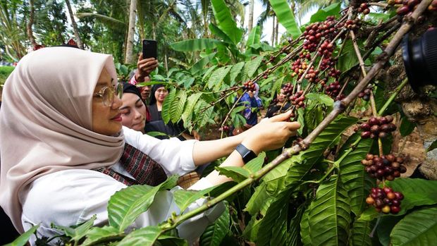 Kemenkumham Verifikasi Kopi Robusta Banyuwangi