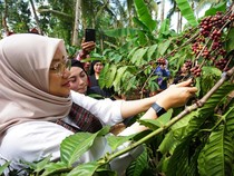 Kopi Robusta Banyuwangi Kini dalam Proses Raih Status Indikasi Geografis