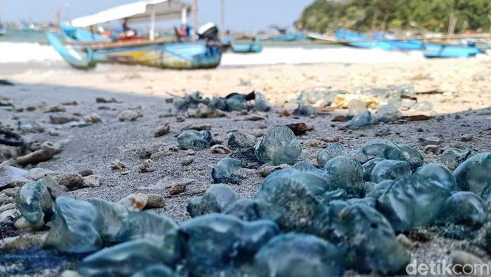 Lokasi banyak ditemukan ubur ubur botol di Pangandaran