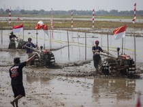 Unik! Ada Lomba Balap Traktor di Indramayu