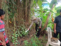 Geger Penemuan Bayi di Bawah Pohon Asam Lombok Timur