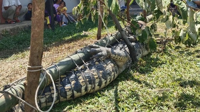 Penampakan buaya yang terkam Asmi alias Tarim (42) warga Delas.