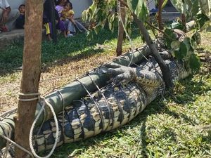 Penampakan Buaya 3 Meter yang Diduga Terkam Warga di Bangka