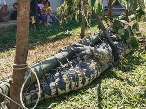 Penampakan Buaya 3 Meter yang Diduga Terkam Warga di Bangka