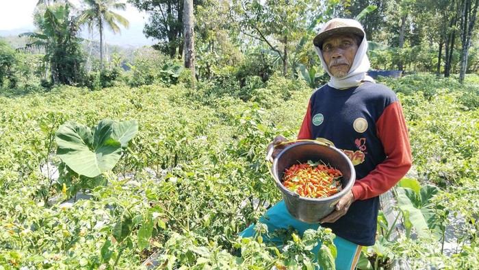 Petani cabai jenis jablay di Kuningan.