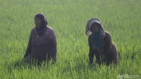 Tak hanya menggunakan alat, ada juga ‘ngarambet’ yang dilakukan dengan cara manual yakni mencabut rumput liar dengan menggunakan tangan. Biasanya hal tersebut dilakukan oleh emak-emak. Foto: Wisma Putra/detikJabar