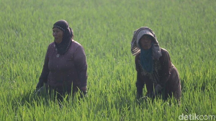 Petani Selokanjerut Bandung.