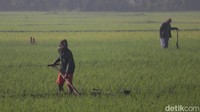 Proses perawatan ini harus rutin dilakukan karena ada juga tanaman padi yang tumbuh tidak merata dan itu harus diratakan agar pertumbuhannya tidak terhambat. Jika terlalu banyak biasanya sebagaian rumpun padinya dipindahkan ke titik yang masih kosong, atau memiliki jarak tidak terlalu rapat. Foto: Wisma Putra/detikJabar