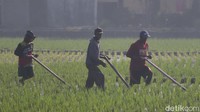 Pembersihan rumput liar ini dilakukan agar saluran air tidak tersumbat dan tidak mengaggu pertumbuhan tanaman padi. Foto: Wisma Putra/detikJabar