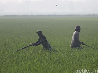 Potret Petani Ngarambet di Persawahan Solokanjeruk Bandung