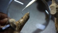 Glyptodont berkerabat dengan armadillo modern, meskipun jauh lebih besar - beberapa spesies sebesar mobil kecil. Mereka memiliki karapas besar dan bertulang yang menutupi sebagian besar tubuh - menyerupai cangkang kura-kura - serta pelindung di atas kepala, ekor besar dan kuat, serta anggota badan pendek. Neosclerocalyptus adalah salah satu spesies yang lebih kecil. Individu dalam penelitian ini panjangnya sekitar 6 kaki (180 cm) dan berat sekitar 660 pon (300 kilogram).