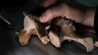 Temuan baru ini merupakan bukti tertua dari keberadaan Homo sapiens dan interaksi manusia dengan hewan besar di Amerika Selatan bagian selatan selama puncak Zaman Es terakhir, masa yang dikenal sebagai Maksimum Glasial Terakhir, dan salah satu yang tertua di seluruh Amerika Selatan, kata para peneliti. Fosil Neosclerocalyptus digali pada tahun 2015 dari tepi Sungai Reconquista dekat kota Merlo di wilayah metropolitan Buenos Aires, berasal dari zaman Pleistosen. Ini akan menjadi bukti pertama manusia di Argentina dan Kerucut Selatan Amerika Selatan.
