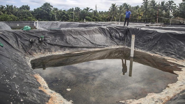 Proyek Budidaya Udang Vaname di Halmahera Barat Terbengkalai, Telan Dana Rp 2 M Foto udara kondisi kolam budidaya udang vaname yang tidak difungsikan di Desa Tuada Kabupaten Halmahera Barat, Maluku Utara, Rabu (31/7/2024). Proyek pembangunan tambak budidaya udang vaname milik Dinas Kelautan dan Perikanan (DKP) Provinsi Maluku Utara yang dibagun mengunakan APDB Provinsi Maluku Utara tahun 2022 itu menghabiskan anggaran sebesar Rp2 miliar tersebut, kini kondisinya terbangkali dan tidak difungsikan dengan baik sehingga tidak dapat meningkatkan produksi udang vaname dan ekonomi masyarakat di daerah itu. ANTARA FOTO/Andri Saputra/Spt.
