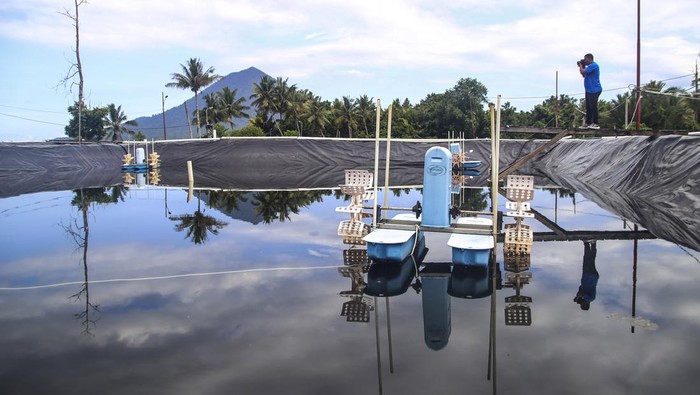 Proyek Budidaya Udang Vaname di Halmahera Barat Terbengkalai, Telan Dana Rp 2 M Foto udara kondisi kolam budidaya udang vaname yang tidak difungsikan di Desa Tuada Kabupaten Halmahera Barat, Maluku Utara, Rabu (31/7/2024). Proyek pembangunan tambak budidaya udang vaname milik Dinas Kelautan dan Perikanan (DKP) Provinsi Maluku Utara yang dibagun mengunakan APDB Provinsi Maluku Utara tahun 2022 itu menghabiskan anggaran sebesar Rp2 miliar tersebut, kini kondisinya terbangkali dan tidak difungsikan dengan baik sehingga tidak dapat meningkatkan produksi udang vaname dan ekonomi masyarakat di daerah itu. ANTARA FOTO/Andri Saputra/Spt.