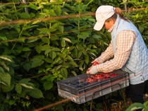 Sudah Habis-habisan, Pekerja Indonesia Tak Kunjung Diberangkatkan ke Inggris