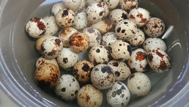 Telur Puyuh di Jepang Tak Laku Lagi Ternyata Ini Penyebabnya