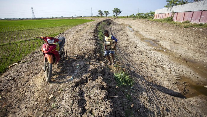Seorang petani berjalan di lahan sawahnya yang telah mengering di Kandanghaur, Indramayu, Jawa Barat, Kamis (1/8/2024). Puluhan hektar lahan sawah di daerah tersebut terancam gagal panen akibat kekeringan dan kesulitan mendapatkan irigasi. ANTARA FOTO/Dedhez Anggara/tom.