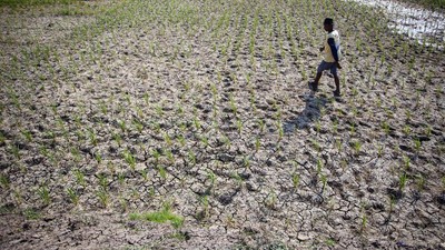 Banyak Sawah Mengering, Petani Indramayu Terancam Gagal Panen
