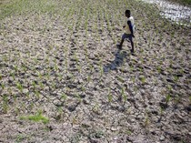 Banyak Sawah Mengering, Petani Indramayu Terancam Gagal Panen
