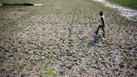 Seorang petani berjalan di lahan sawahnya yang telah mengering di Kandanghaur, Indramayu, Jawa Barat, Kamis (1/8/2024).