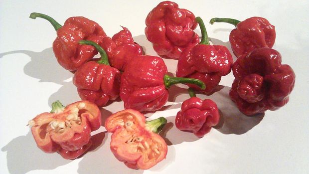 Trinidad Moruga Scorpion Chili Peppers. (Wikipedia)